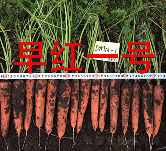 早紅一號-蘿卜種子-多美農