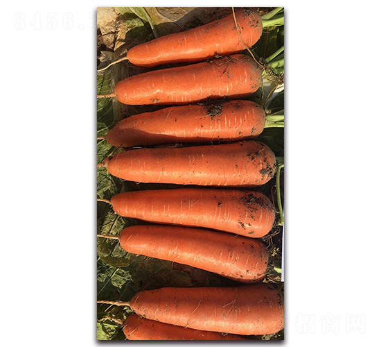 早紅90-蘿卜種子-多美農(nóng)