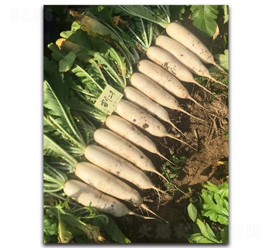 雪川二號-蘿卜種子-多美農