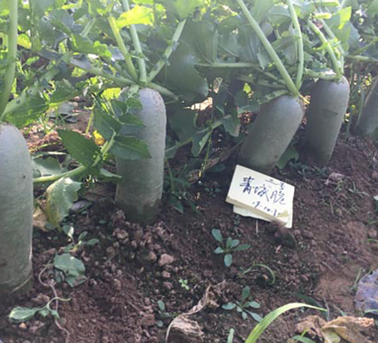 青城脆三號-蘿卜種子-多美農(nóng)