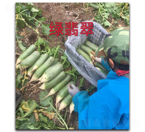 綠翡翠-蘿卜種子-多美農(nóng)