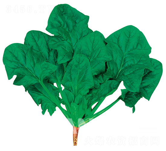 帥綠-菠菜種子-歐蘭德