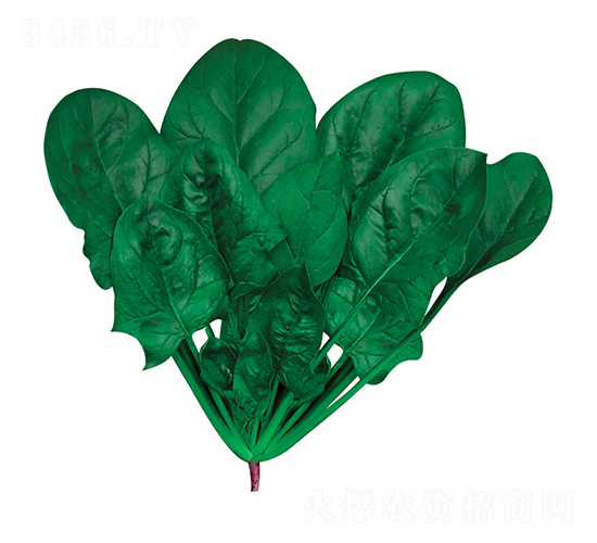 葉惠美-菠菜種子-歐蘭德