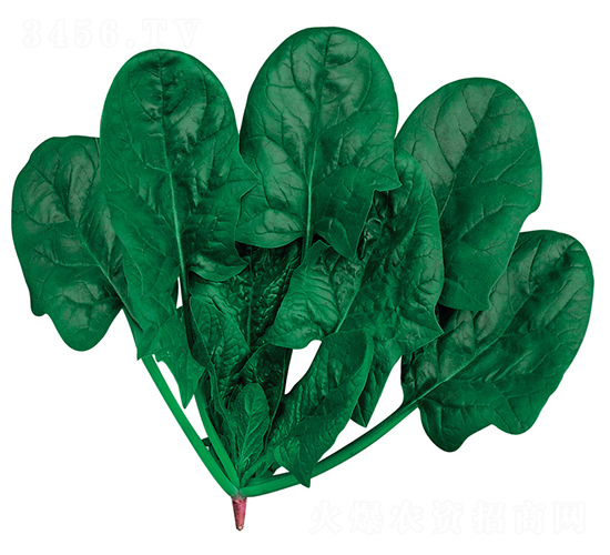 皇家黑玉-菠菜種子-歐蘭德