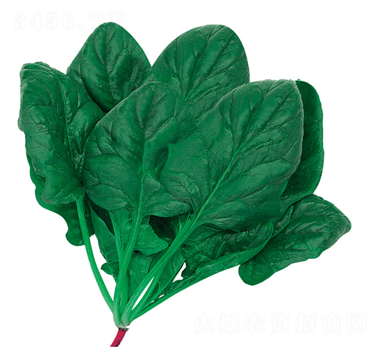 皇家K6-菠菜種子-歐蘭德