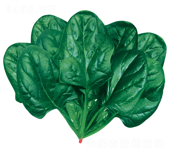 皇家新貴族2號-菠菜種子-歐蘭德