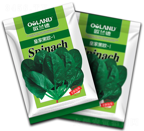 皇家黑歐—1-菠菜種子-歐蘭德