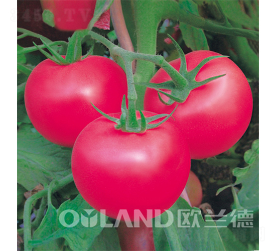 迪歐一號(hào)-番茄種子-歐蘭德
