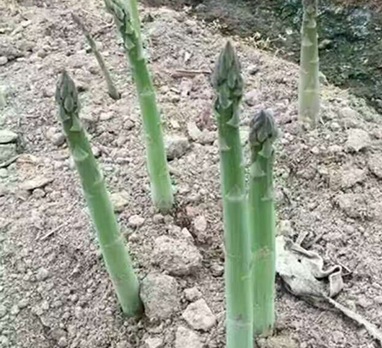 重茬王子-蘆筍種子-中農(nóng)金玉