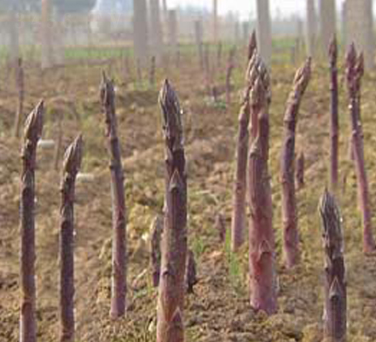 ˮ�����J-�J�S�N��-���r(n��ng)����