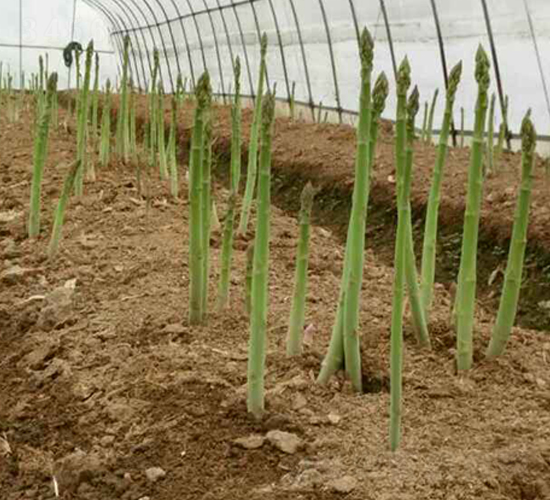 ����ķ-�J�S�N��-���r(n��ng)����