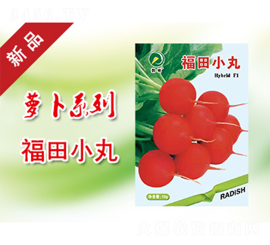 福田小丸-蘿卜種子-凱地農(nóng)業(yè)