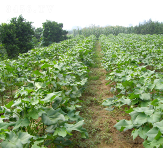 ���s��28̖-�޻��N��-�һ�Դ