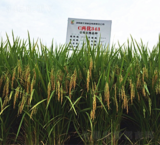 C兩優(yōu)343-水稻種子-桃花源
