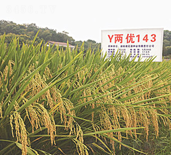 Y�Ƀ�(y��u)143-ˮ���N��-�һ�Դ