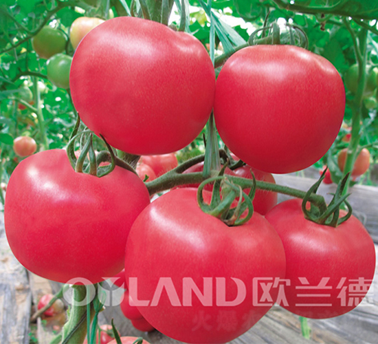 超級(jí)新迪歐-番茄種子-歐蘭德