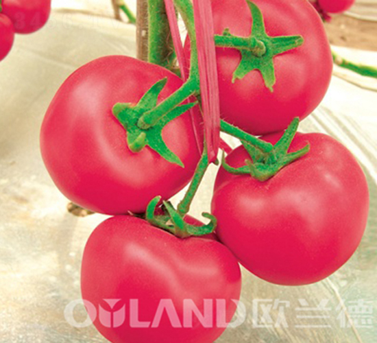 金剛2號(hào)-番茄種子-歐蘭德
