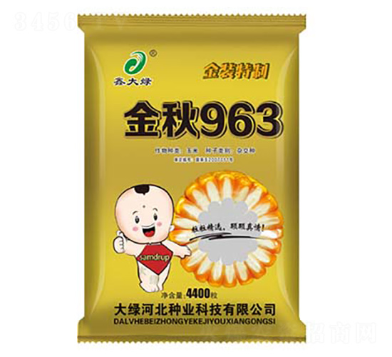金秋963-玉米種子-鑫大綠
