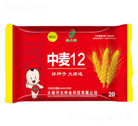 中麥12-小麥種子-鑫大綠