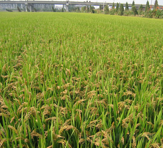 �λ�1̖-ˮ���N��-���r(n��ng)�N�I(y��)