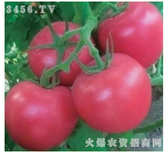 ���t���N��-�e����-�M��t��