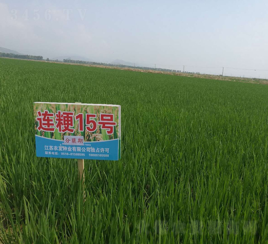 連粳15號（分蘗期）-小麥種子-農(nóng)發(fā)種業(yè)