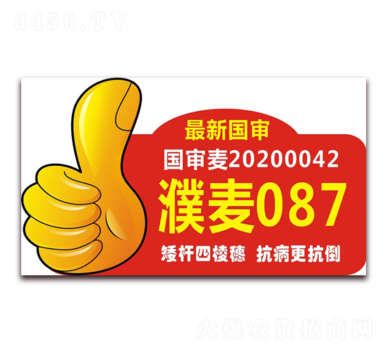 濮麥087-小麥種子-豐滿倉(cāng)