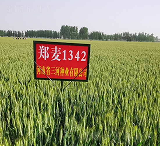 ����1342-С���N��-���ӷN�I(y��)