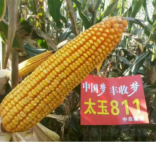 ̫��811-���׷N��-���S�r(n��ng)�I(y��)