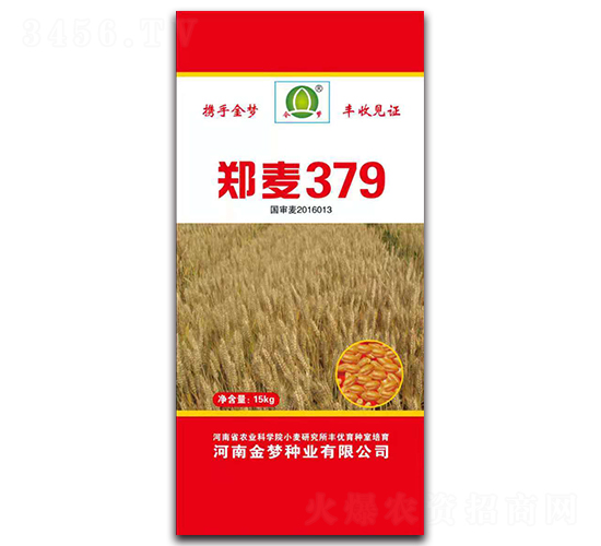 鄭麥379-小麥種子-金夢種業(yè)