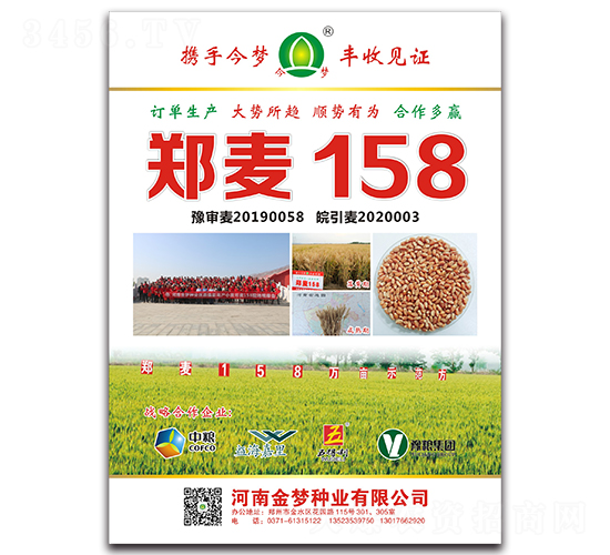 鄭麥158-小麥種子-金夢(mèng)種業(yè)