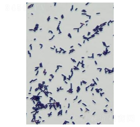 希氏乳桿菌-中島海洋