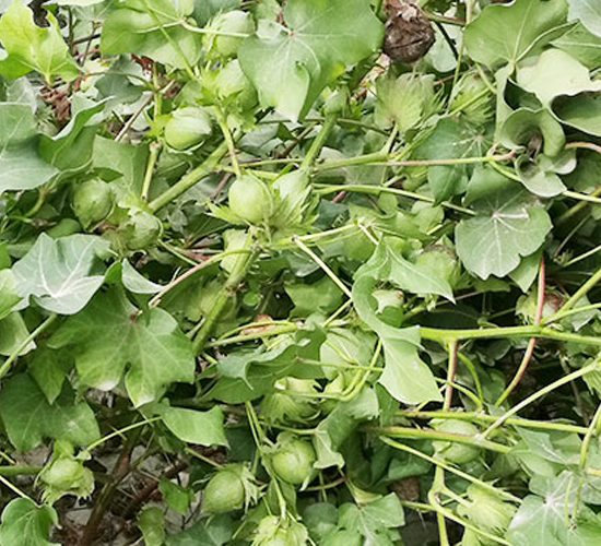 ���S��55̖�������55��-�޻��N��-���S�r(n��ng)�I(y��)