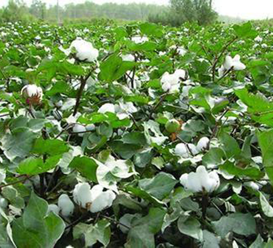 ���S��26̖(h��o)�������26��-�޻��N��-���S�r(n��ng)�I(y��)