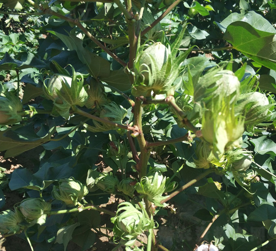 ʡ����2̖-�޻��N��-���S�r(n��ng)�I(y��)