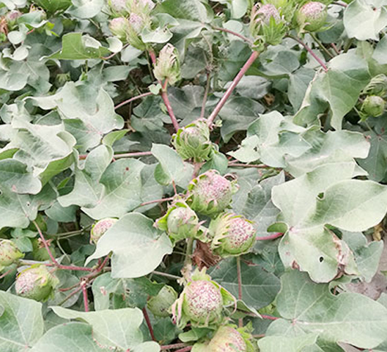 ���s��20̖-�޻��N��-���S�r(n��ng)�I(y��)