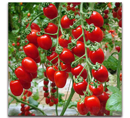 ���ҷ��ѷN��-�r(n��ng)֮��