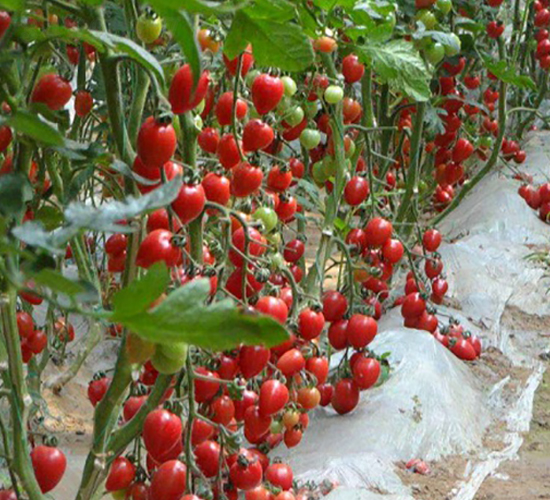 ����8-���ҷ��ѷN��-�r(n��ng)֮��(r��n)