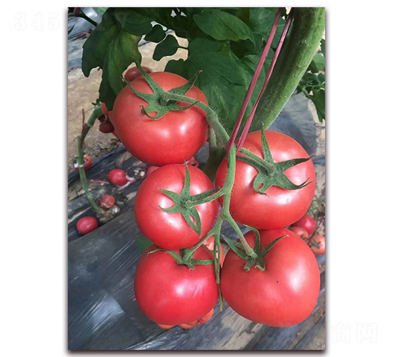 ����T707-���ӷ��ѷN��-�r(n��ng)֮��(r��n)