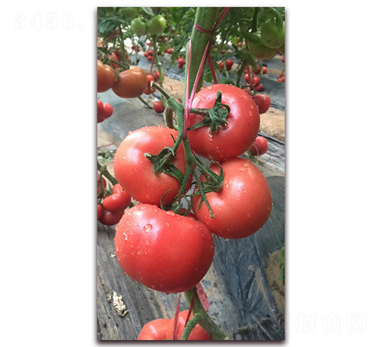 �͟�Խ��Ʒ�NT708-���ѷN��-�r(n��ng)֮��