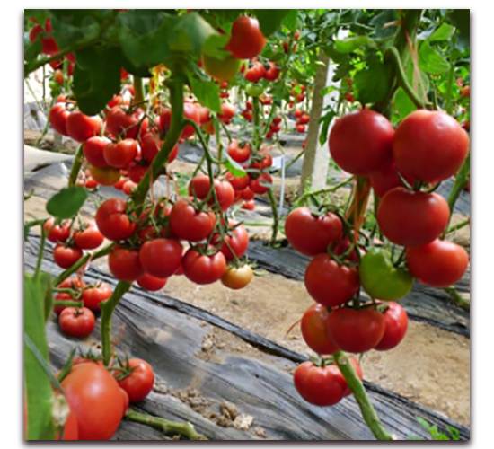 ��TV���t�N��-�r(n��ng)֮��(r��n)