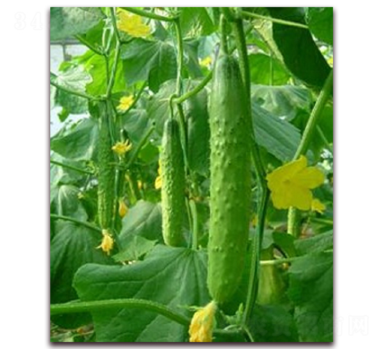 潤豐2-黃瓜種子-農(nóng)之潤