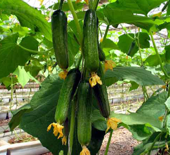 ���S9-�S�ϷN��-�r(n��ng)֮��