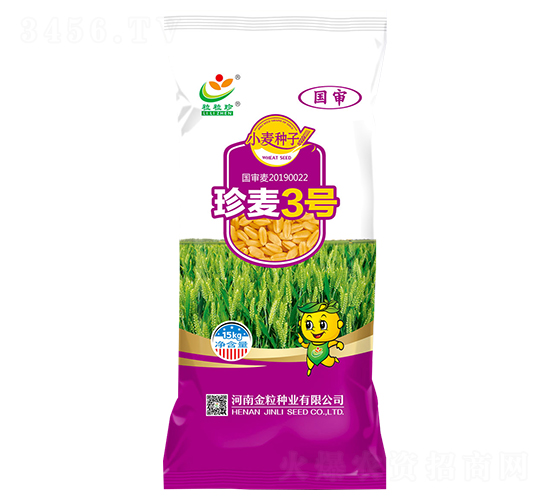 珍麥3號-小麥種子-金粒種業(yè)