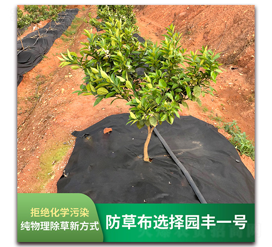 防草選擇園豐一號