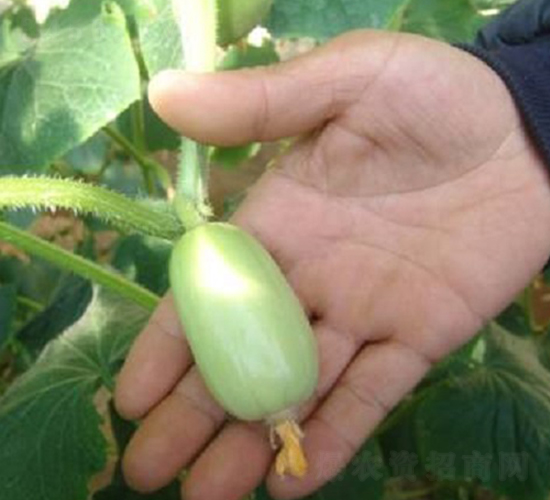 進口拇指黃瓜-黃瓜種子-農(nóng)之潤