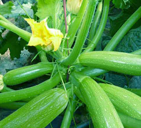 西湖6-西葫蘆種子-農(nóng)之潤(rùn)