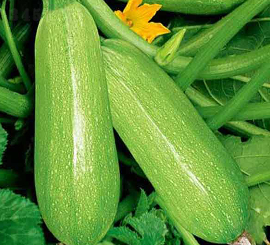 西湖6西葫蘆種子-農(nóng)之潤