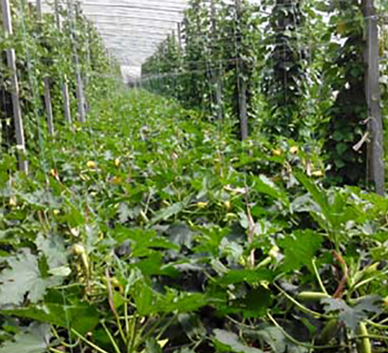 ����һ̖�����J�N�ӌ����D