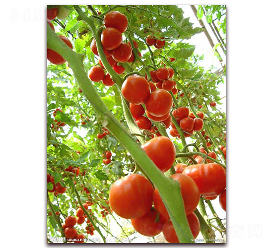 Խ��8-Խ�����ѷN��-�r(n��ng)֮��(r��n)